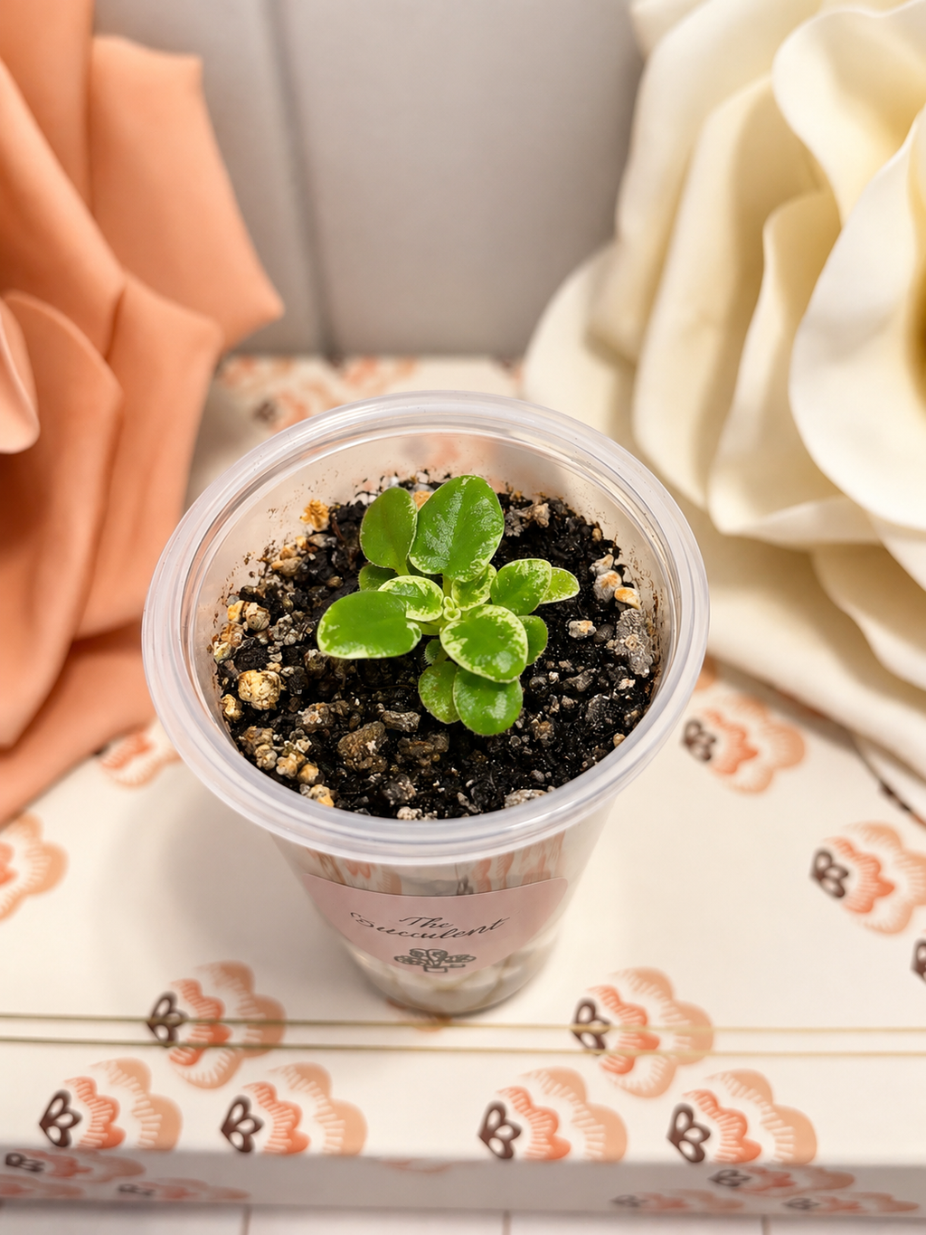 African Violet “N-Snowdrop” — Variegated Miniature Violet in Self-Watering Pot