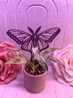 Luna Moth Plant Trellis