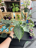 Alocasia Dragon Scale Mint Variegated 4 inch Grower Pot