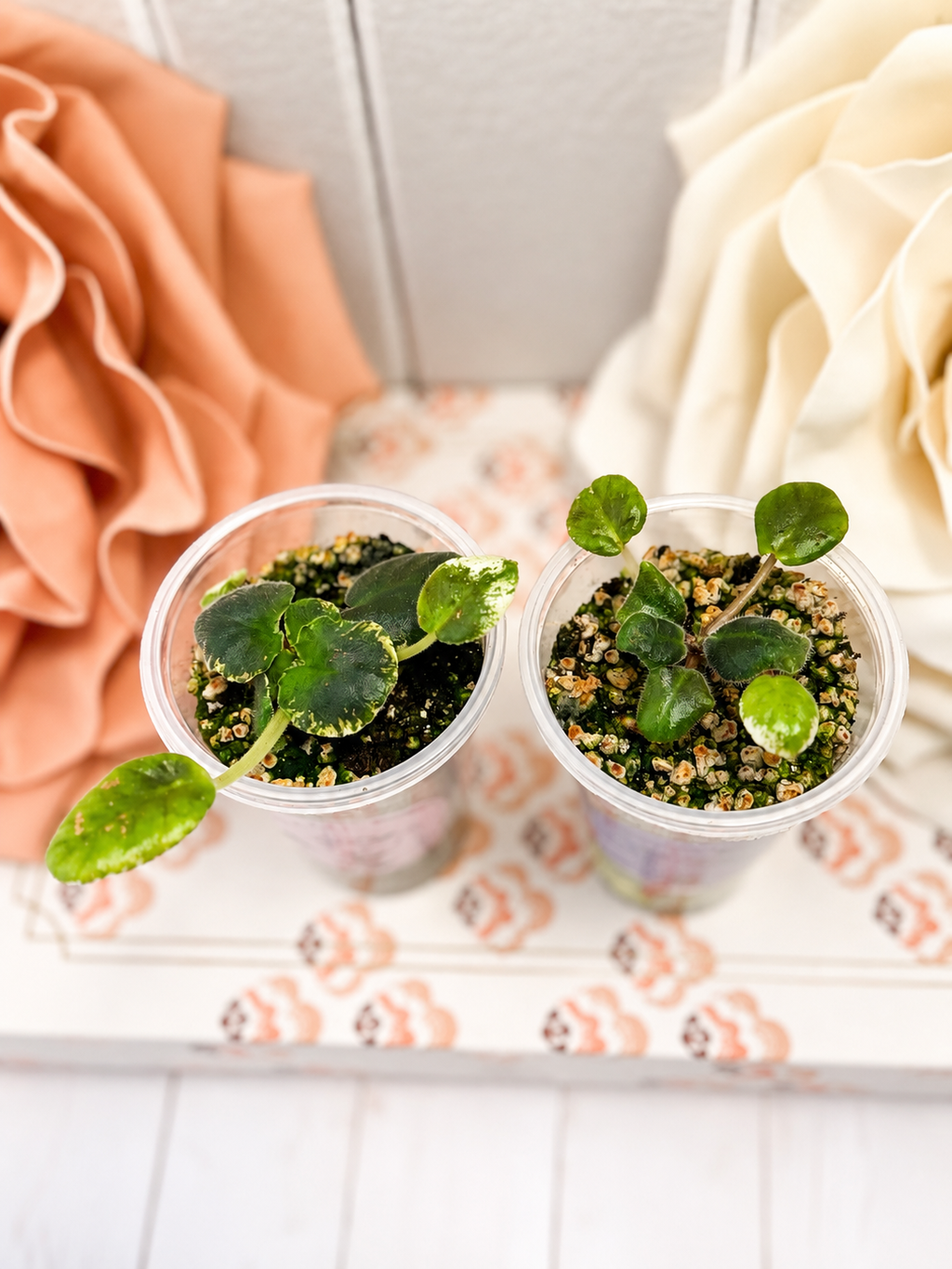 African Violet “VaT in the Sky” — Variegated Standard Starter in Self-Watering Cup