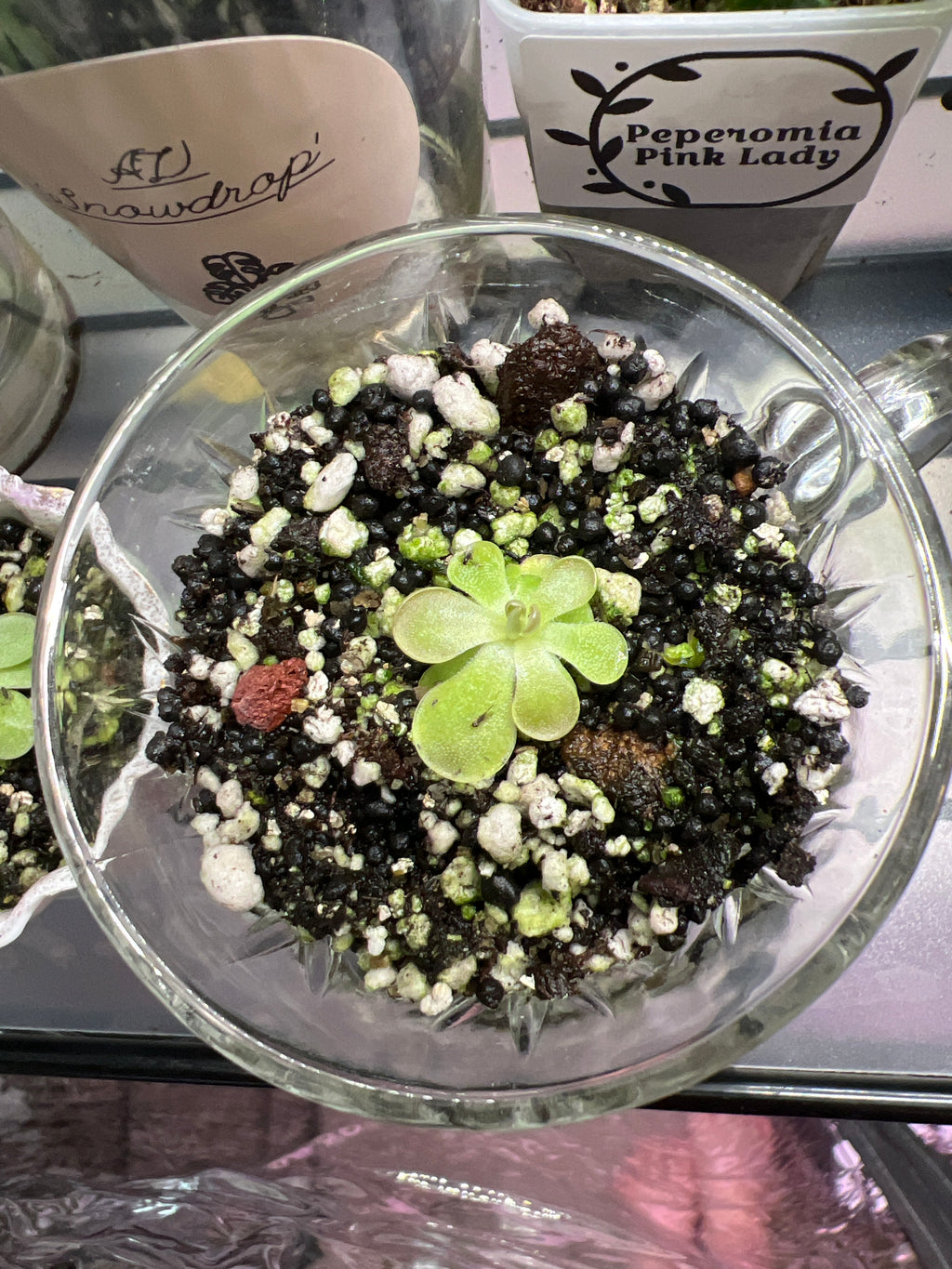Mini Pinguicula “Lindy Lou” Starter in Glass Cup