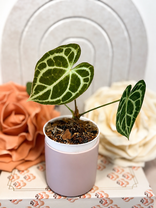 Anthurium NOID in 5-Inch Pot
