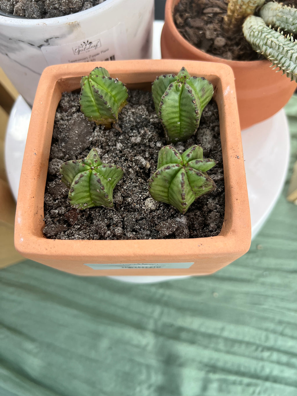 Tazmanian Zipper Plant in Terracotta