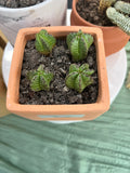 Tazmanian Zipper Plant in Terracotta