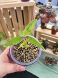 Alocasia mint Lauterbachiana