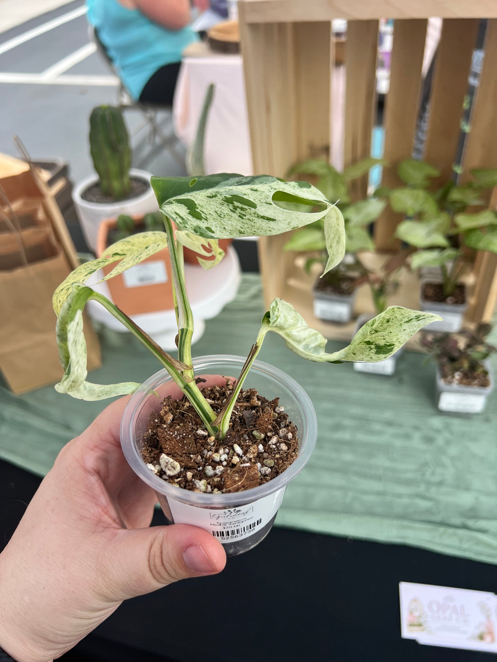 Epipremnum Marble Var. Starter
