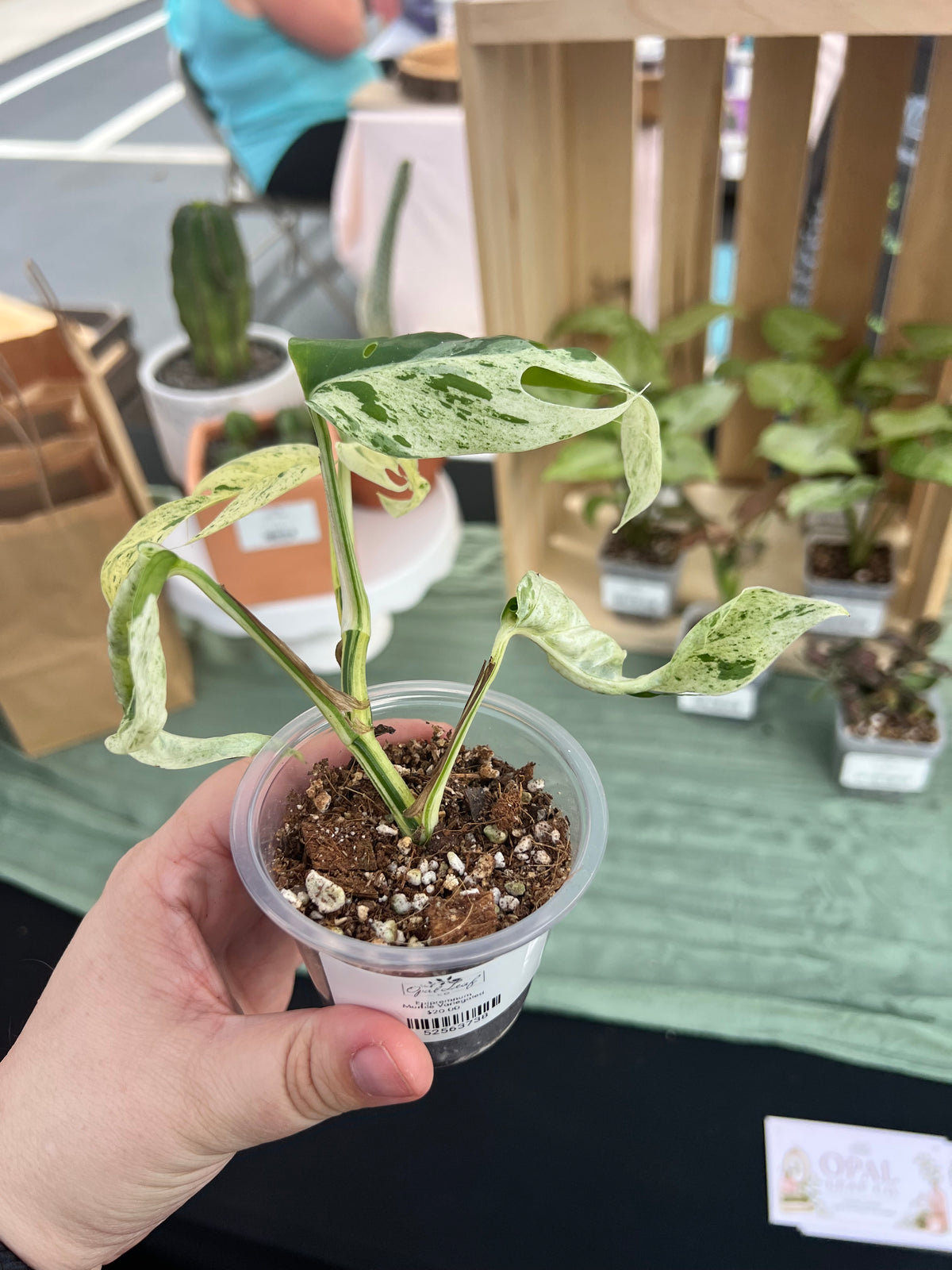 Epipremnum Marble Var. Starter