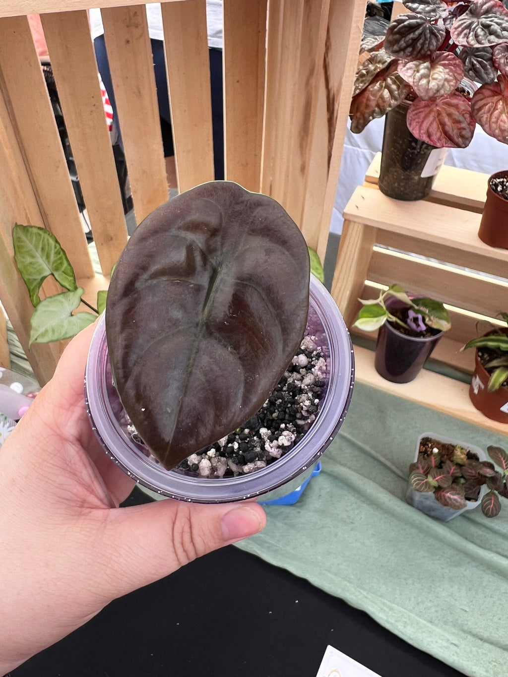 Alocasia Cuprea