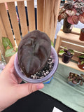 Alocasia Cuprea