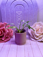 Moon Phase Plant Trellis