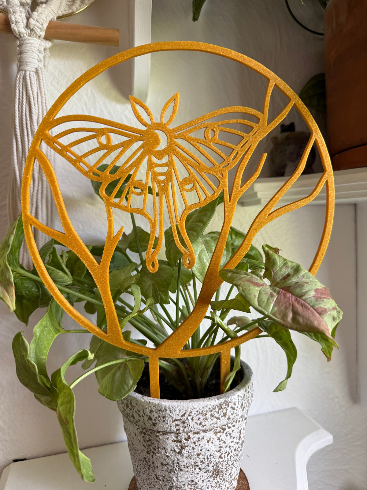 Moth Trellis