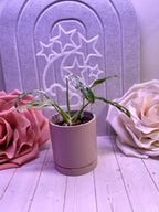 Moon and Stars Trellis