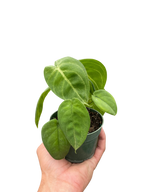 Syngonium 'Ice Frost'