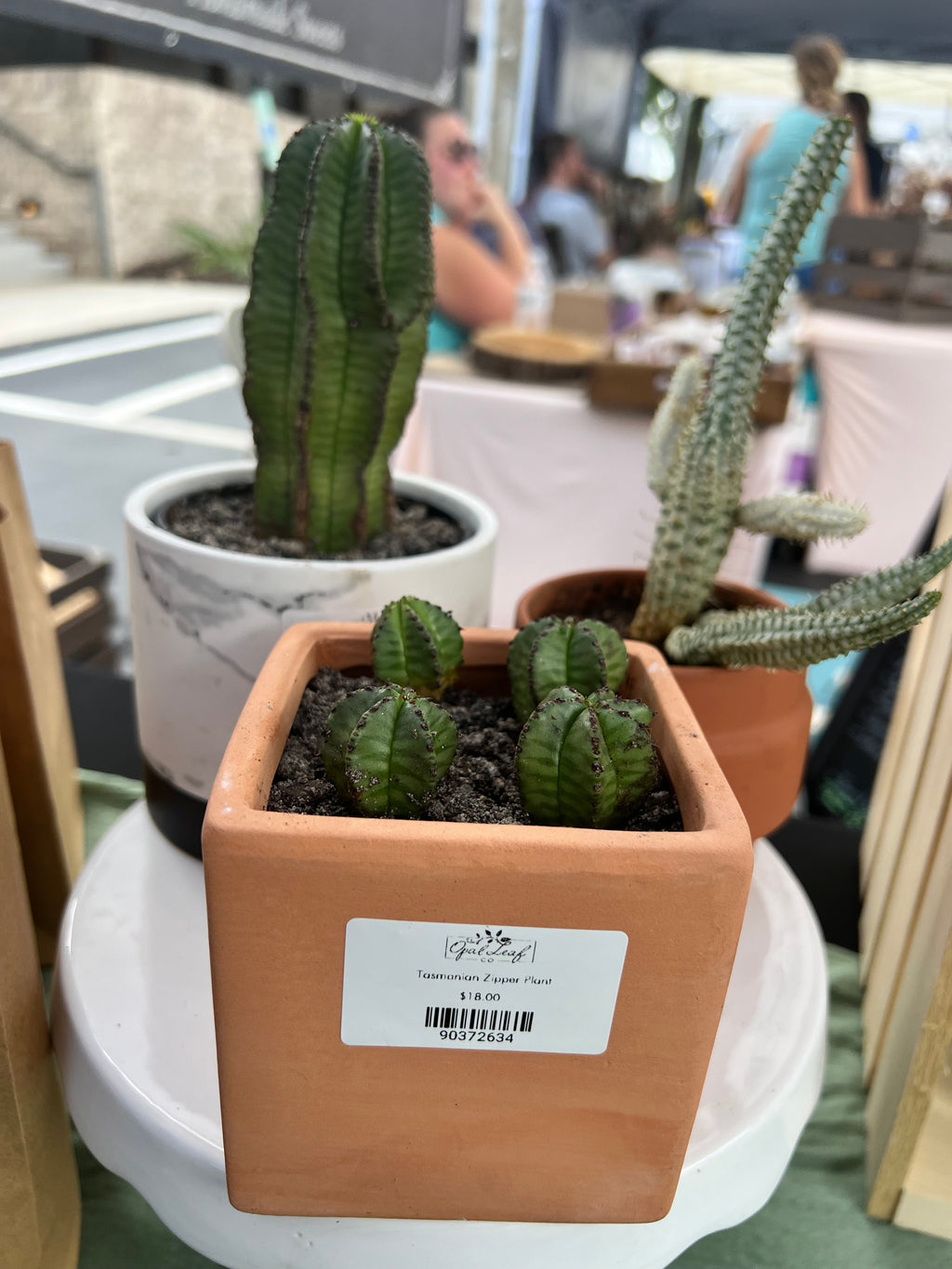 Tazmanian Zipper Plant in Terracotta