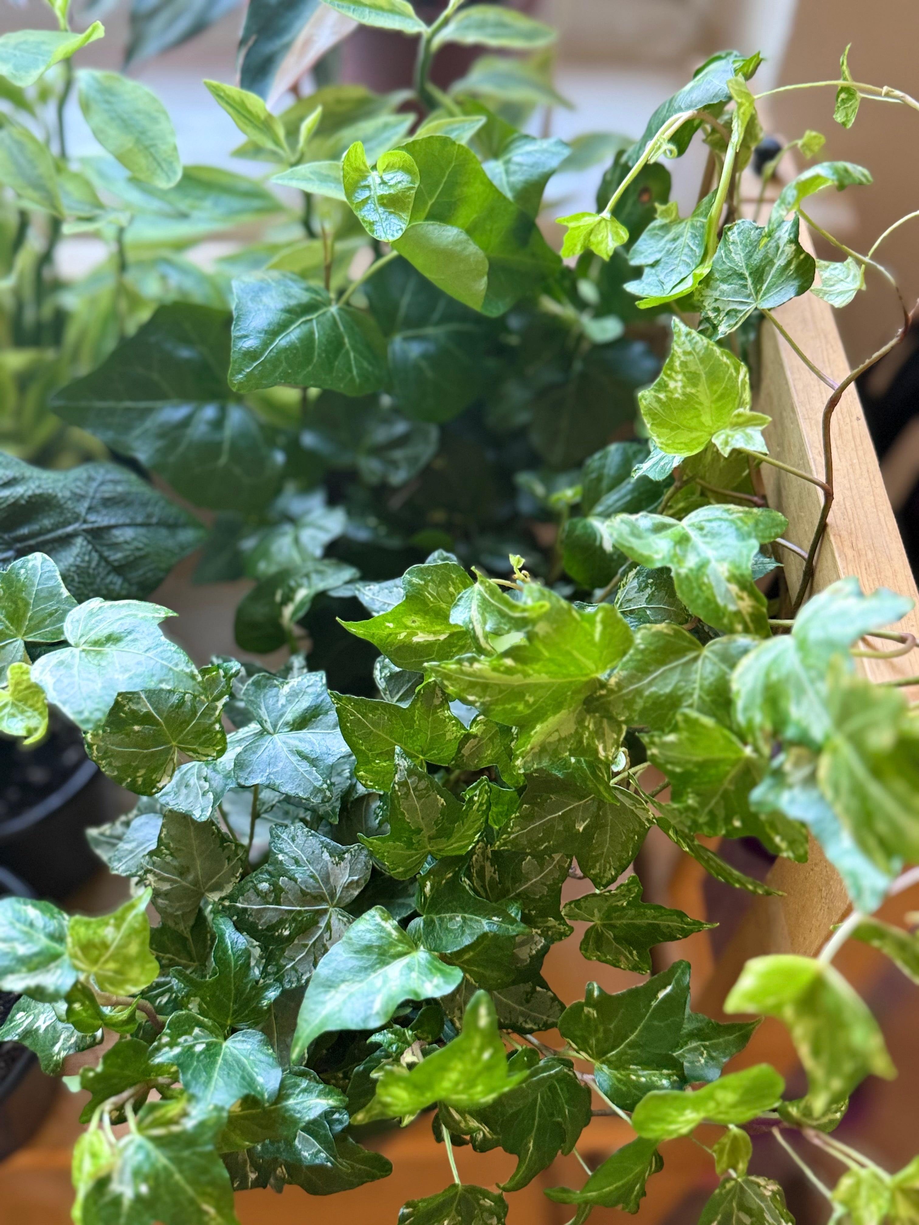 IVY KOLIBRE 4-inch