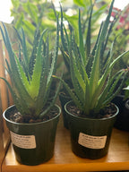 Succulent Aloe Solar Flare - 4" Pot