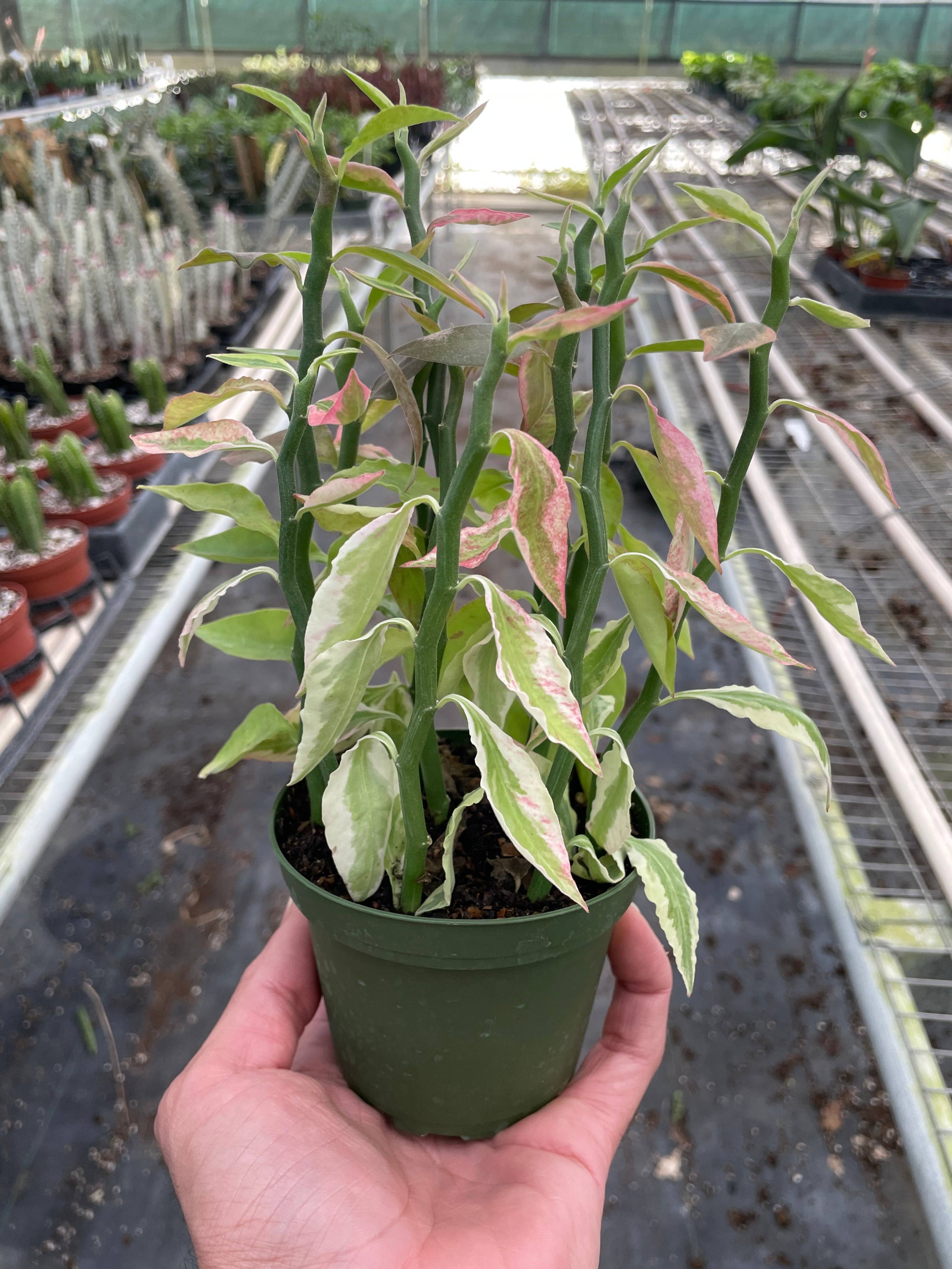Euphorbia Variegated Devil’s Backbone - 4" pot