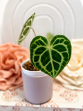 Anthurium NOID in 5-Inch Pot