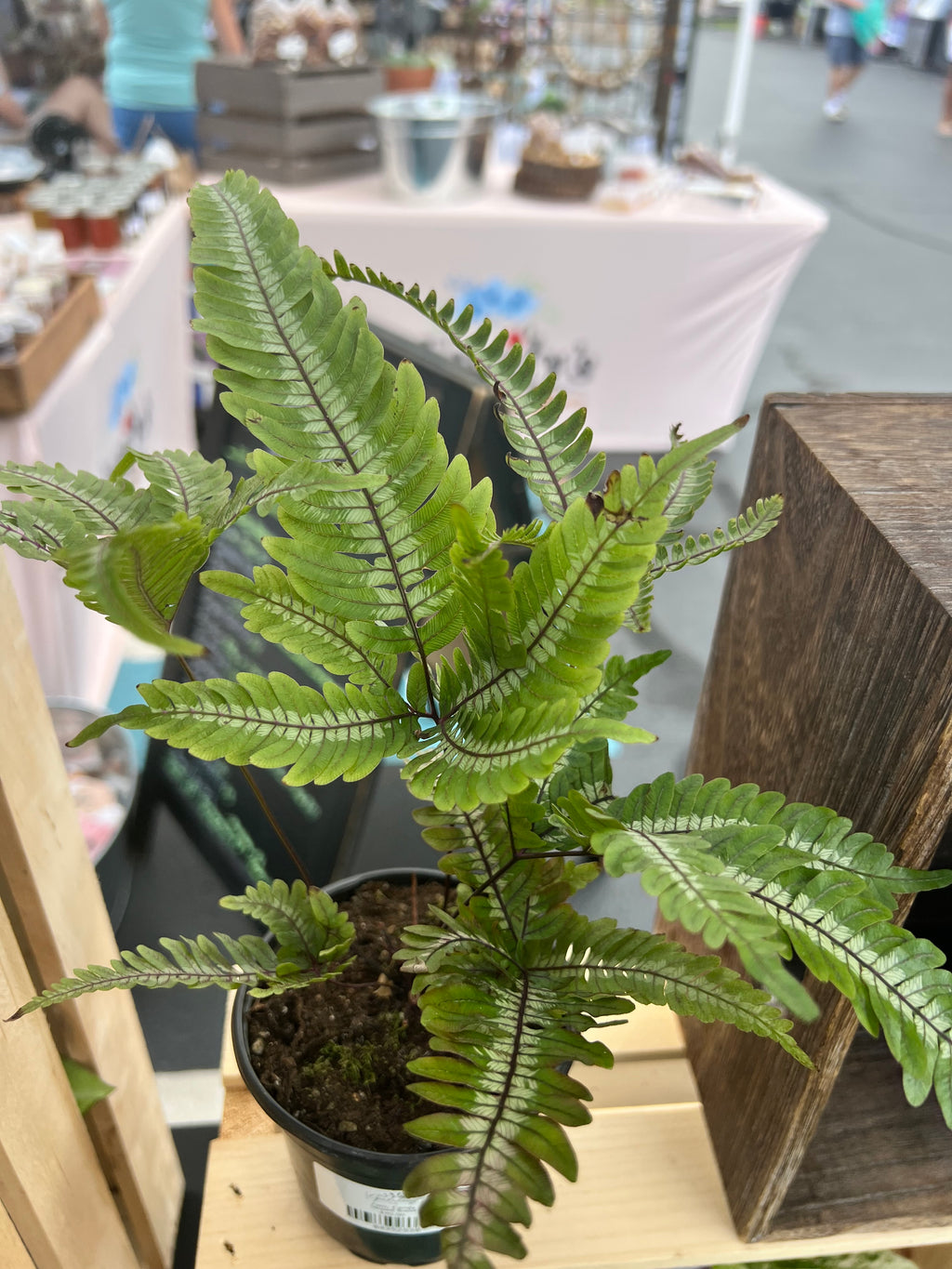 Fern Candy Striped Brake 4in Grow Pot