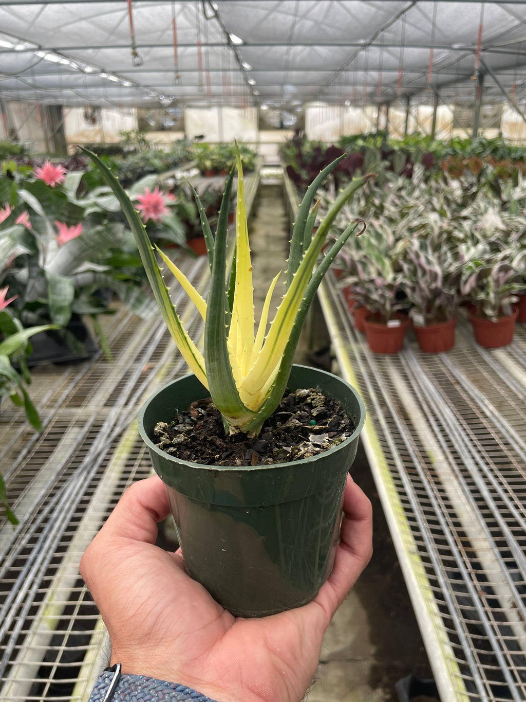 Succulent Aloe Solar Flare - 4" Pot