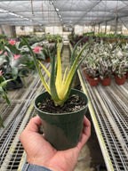 Succulent Aloe Solar Flare - 4" Pot