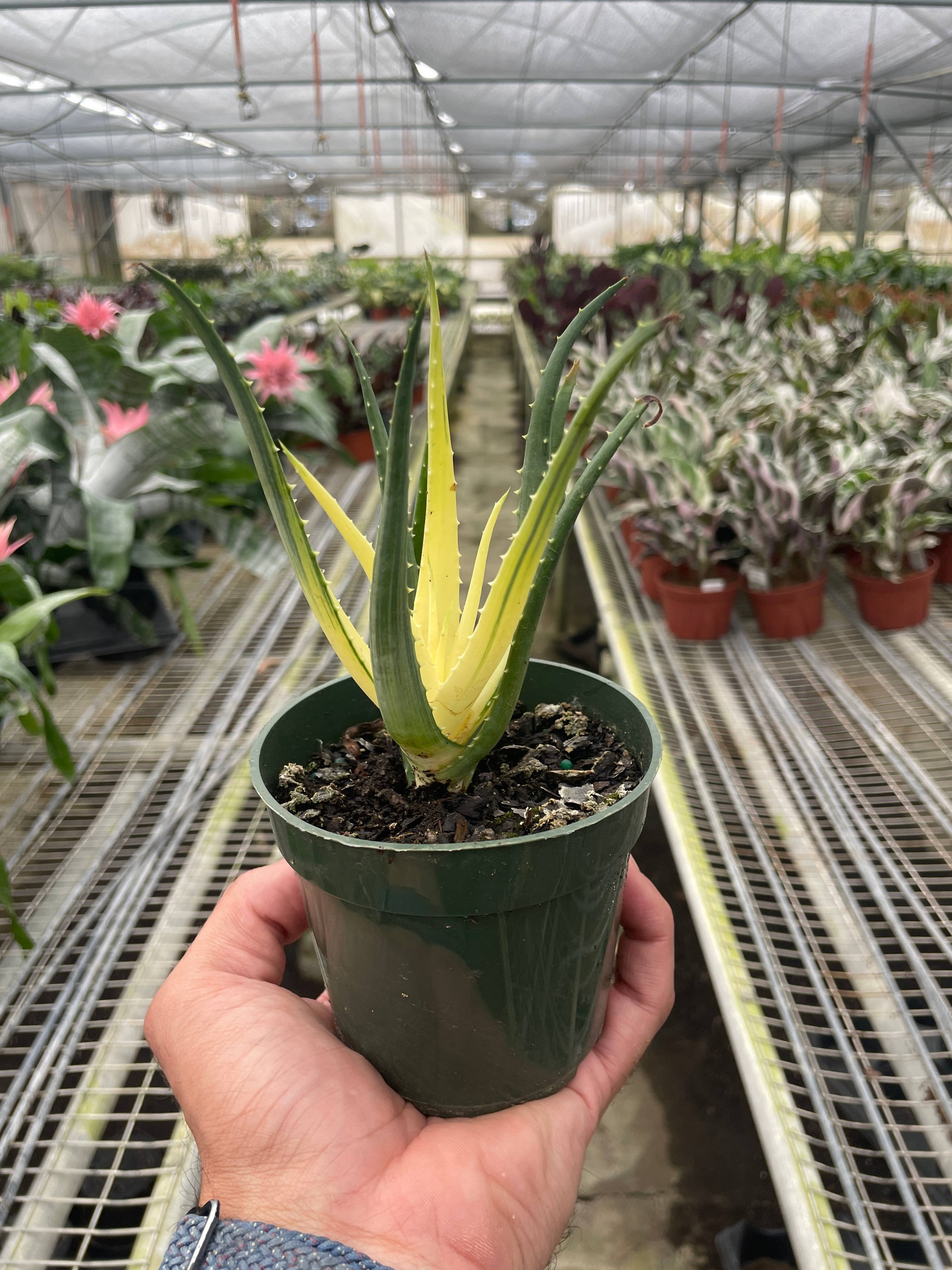 Succulent Aloe Solar Flare - 4" Pot
