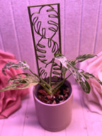 Monstera Panel Plant Trellis