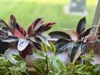 Stromanthe Triostar