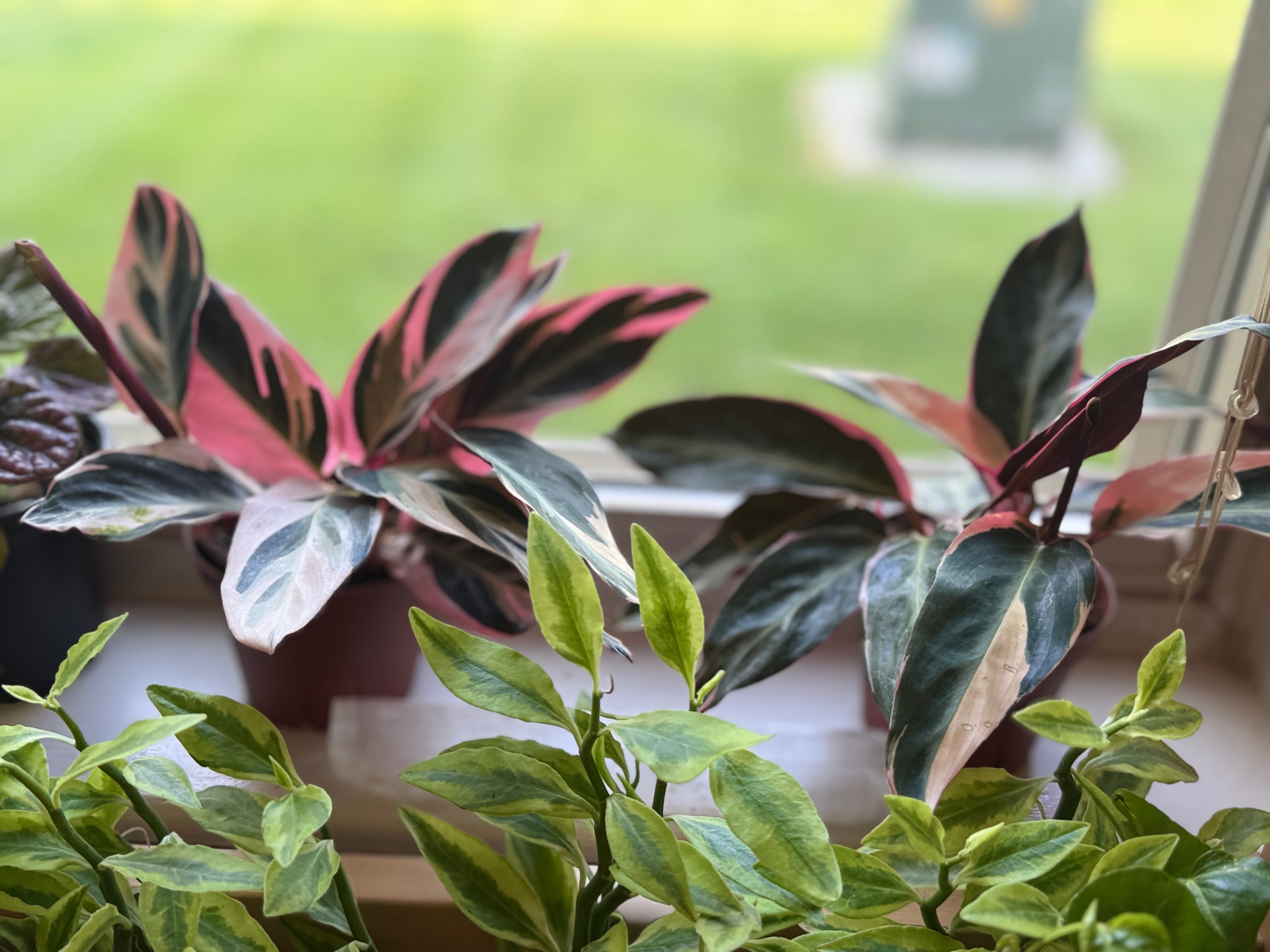 Stromanthe Triostar