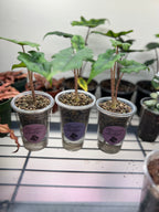 Juvenile Alocasias in Self-Watering Pon Cups