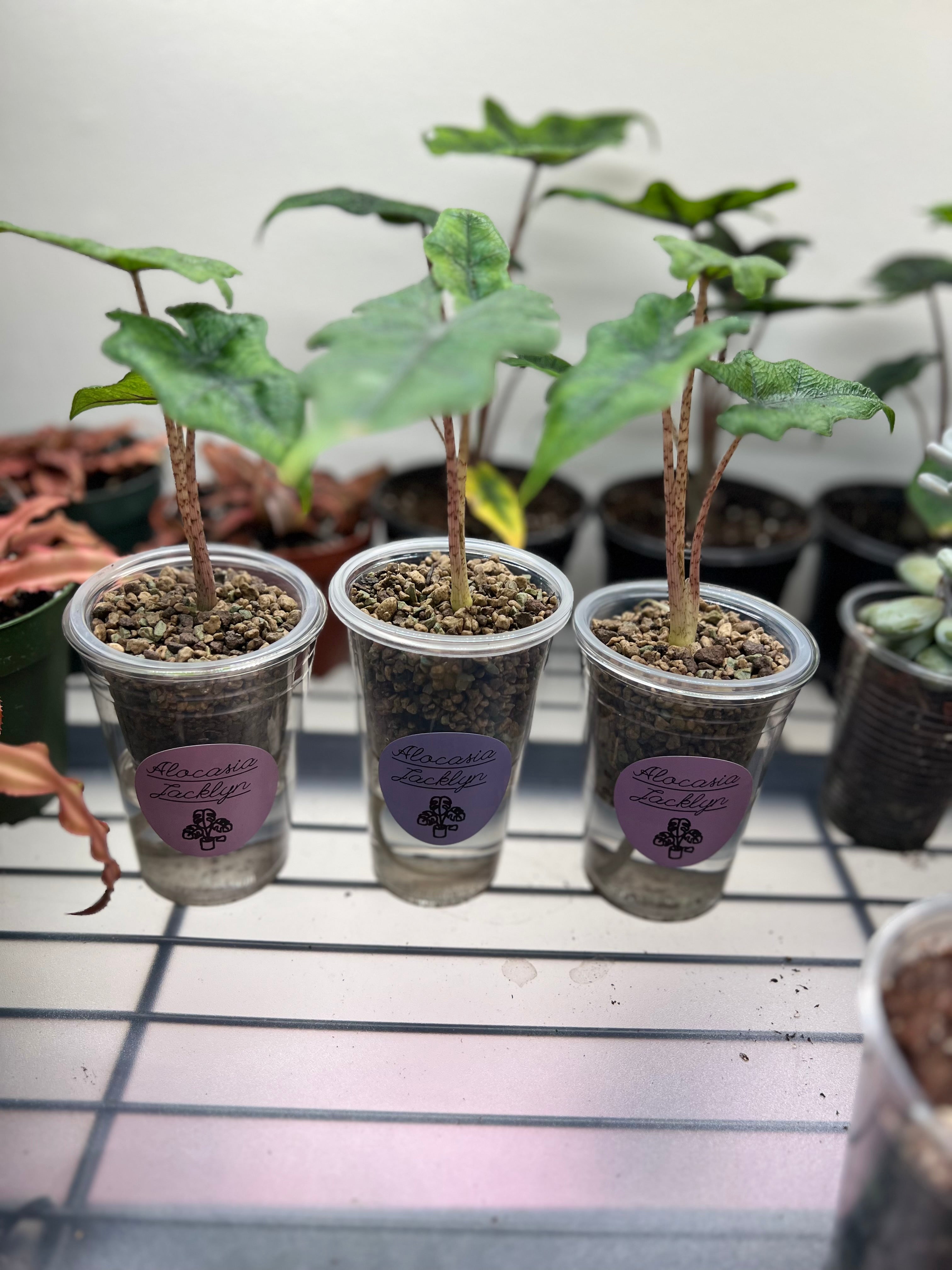 Juvenile Alocasias in Self-Watering Pon Cups