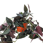 Syngonium 'Red Arrow'
