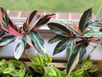 Stromanthe Triostar