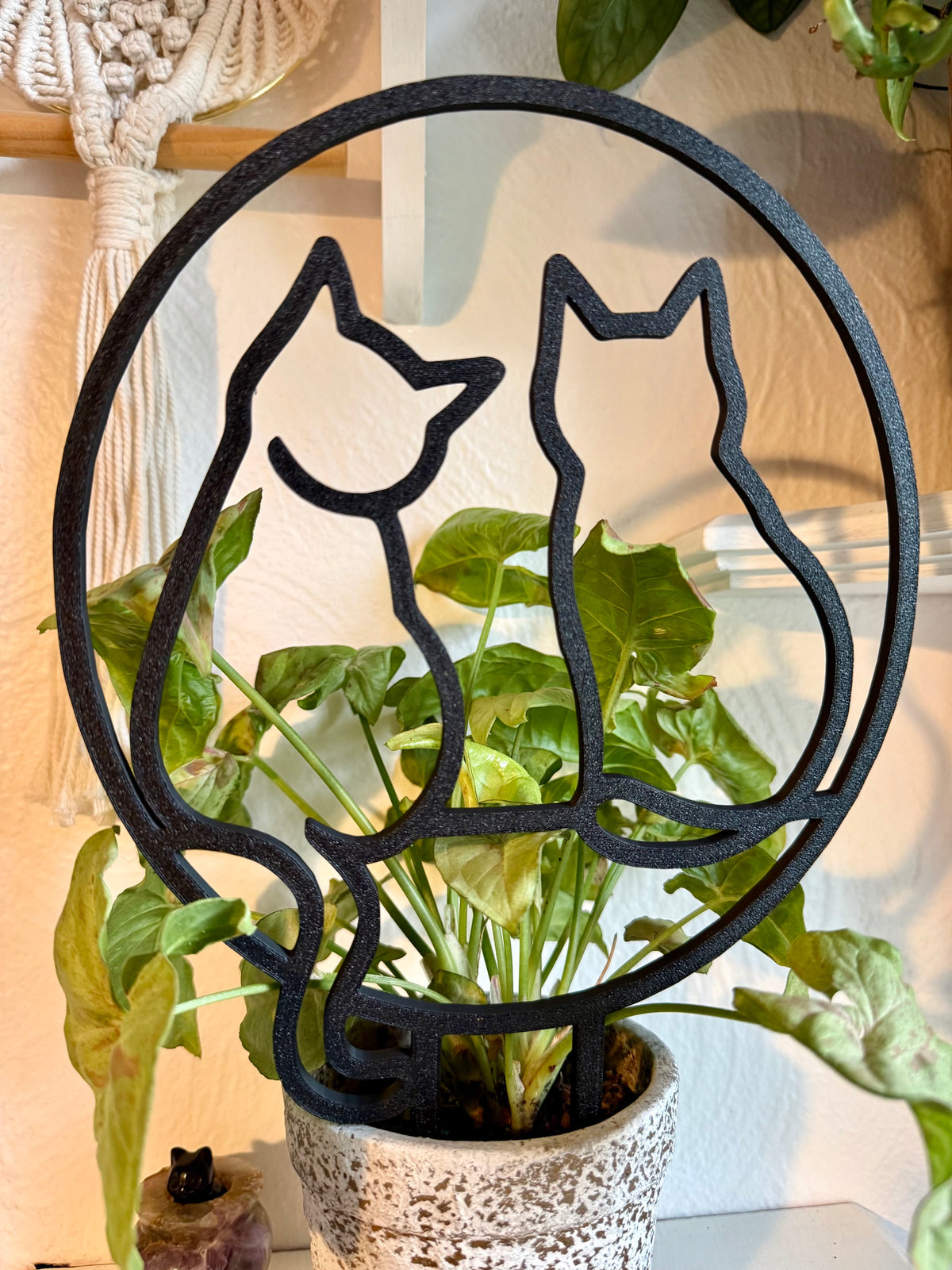 Cats trellis