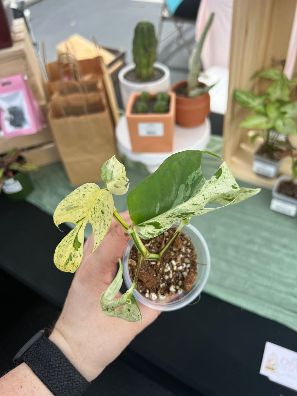 Epipremnum Marble Var. Starter