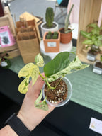 Epipremnum Marble Var. Starter