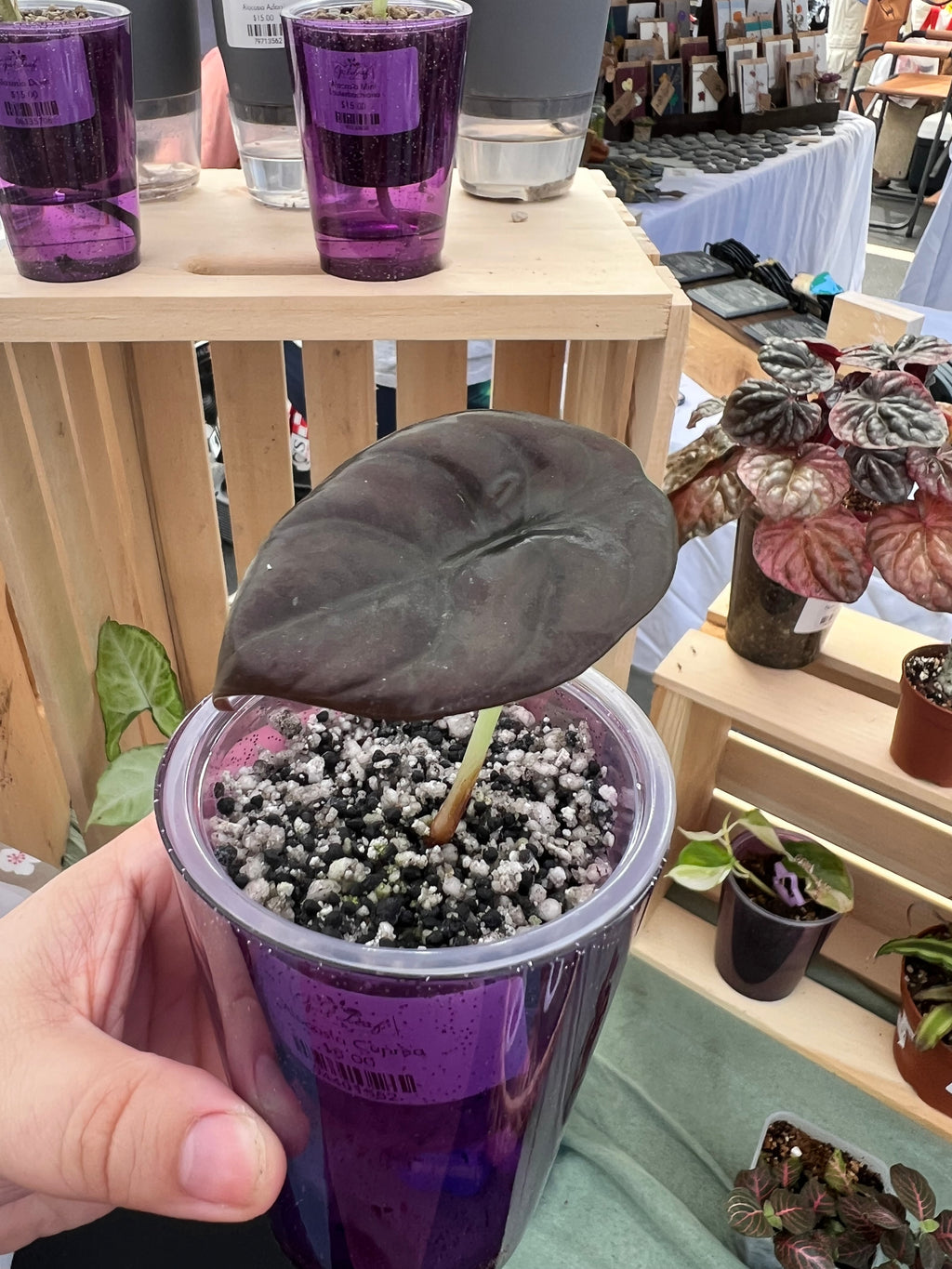 Alocasia Cuprea