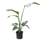 White Bird of Paradise 'Strelitzia Nicolai'
