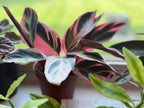 Stromanthe Triostar