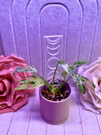 Moon Phase Plant Trellis