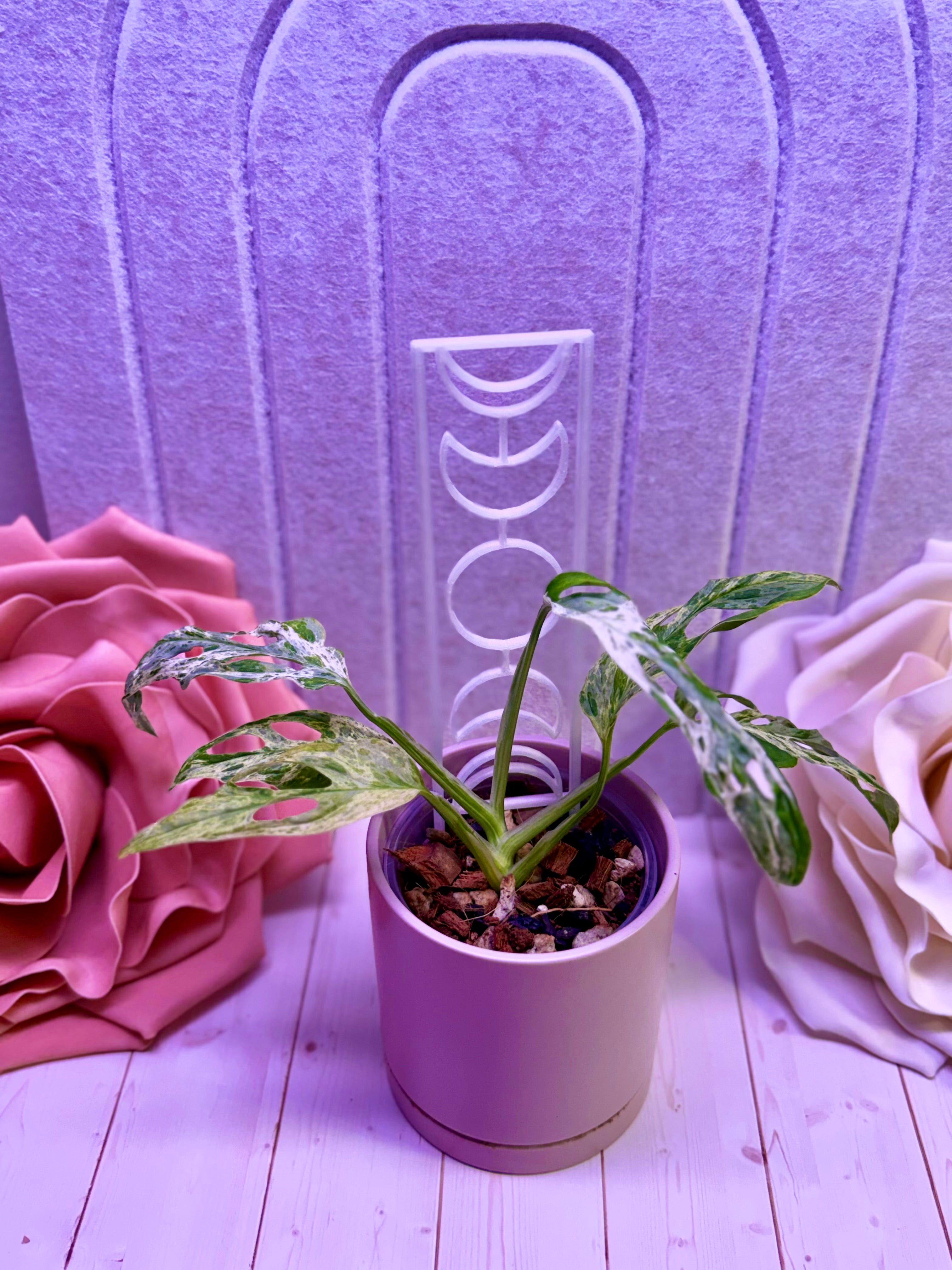 Moon Phase Plant Trellis