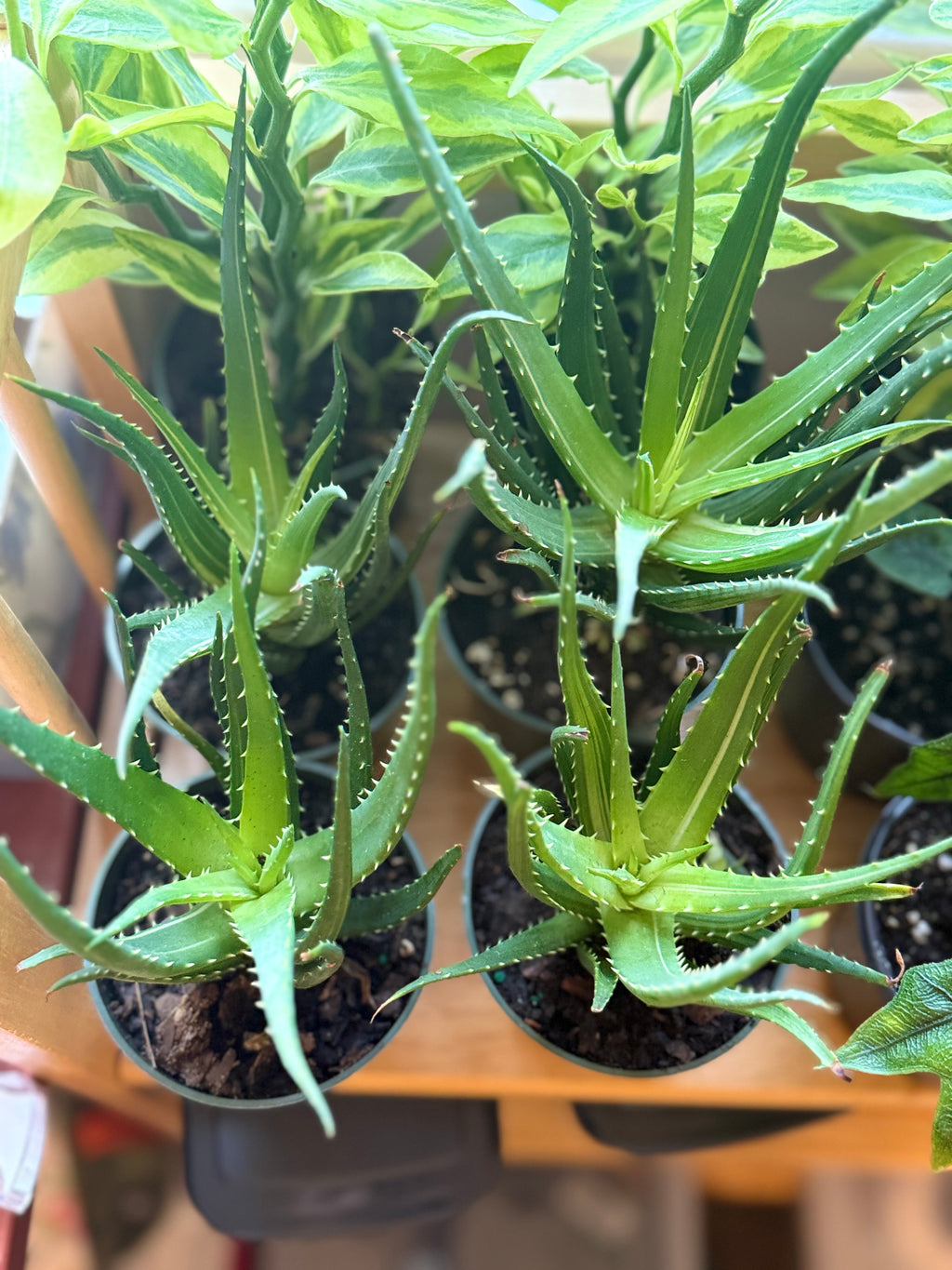 Succulent Aloe Solar Flare - 4" Pot