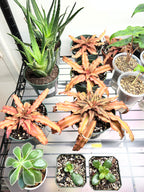 CRYPTANTHUS PINK STAR 4-inch
