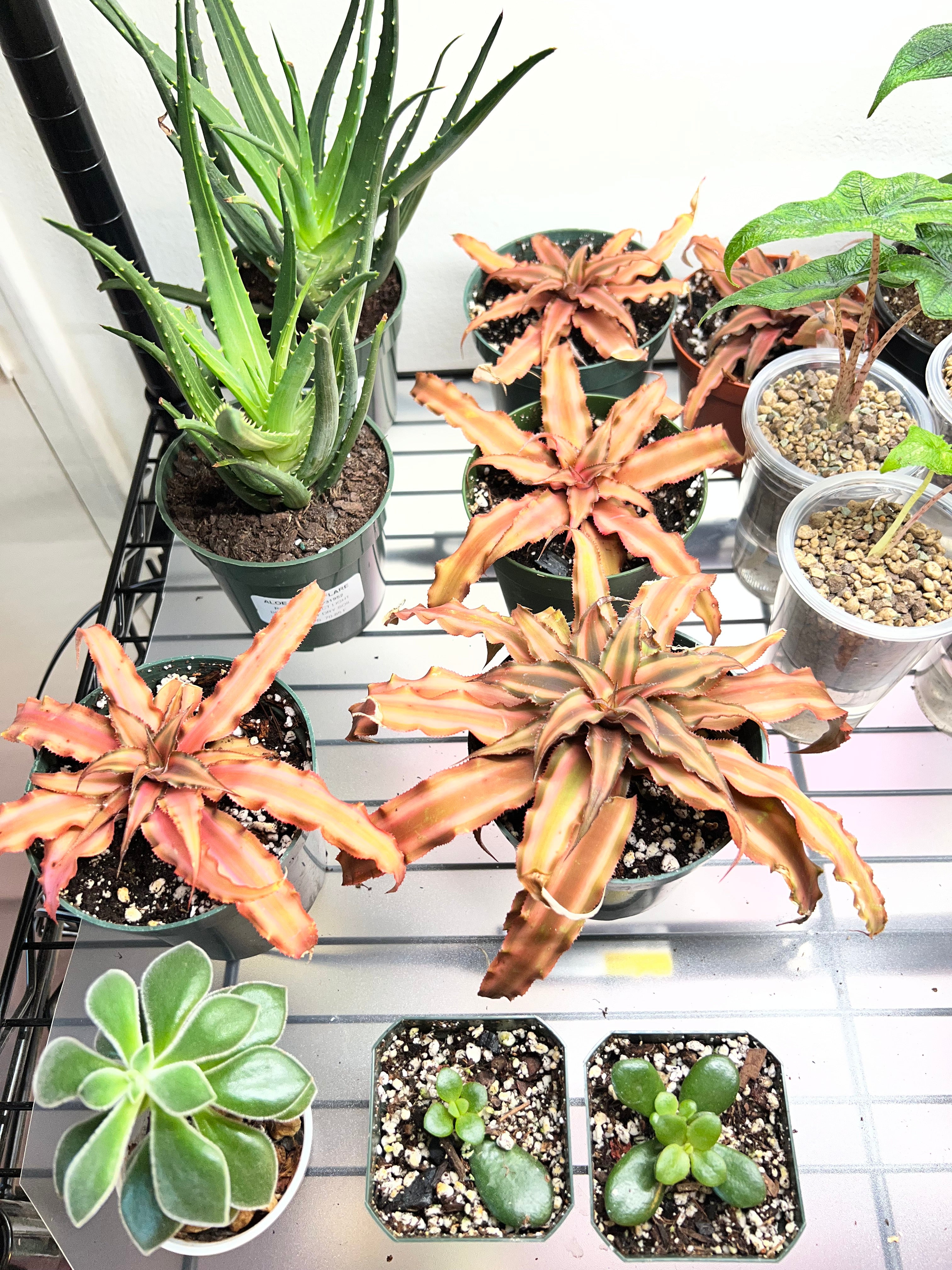 CRYPTANTHUS PINK STAR 4-inch