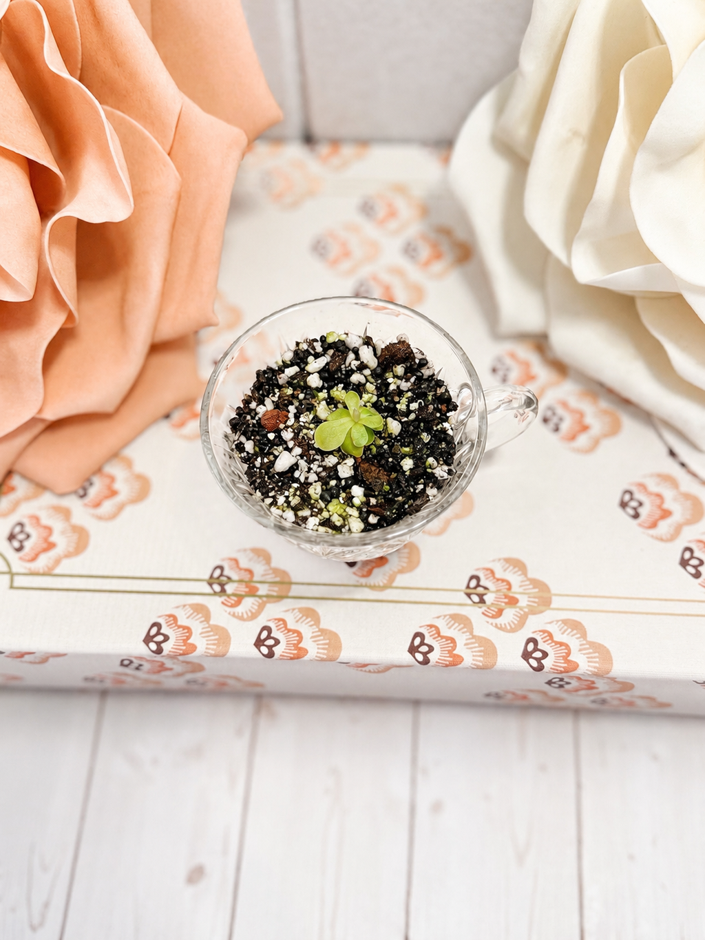 Mini Pinguicula “Lindy Lou” Starter in Glass Cup