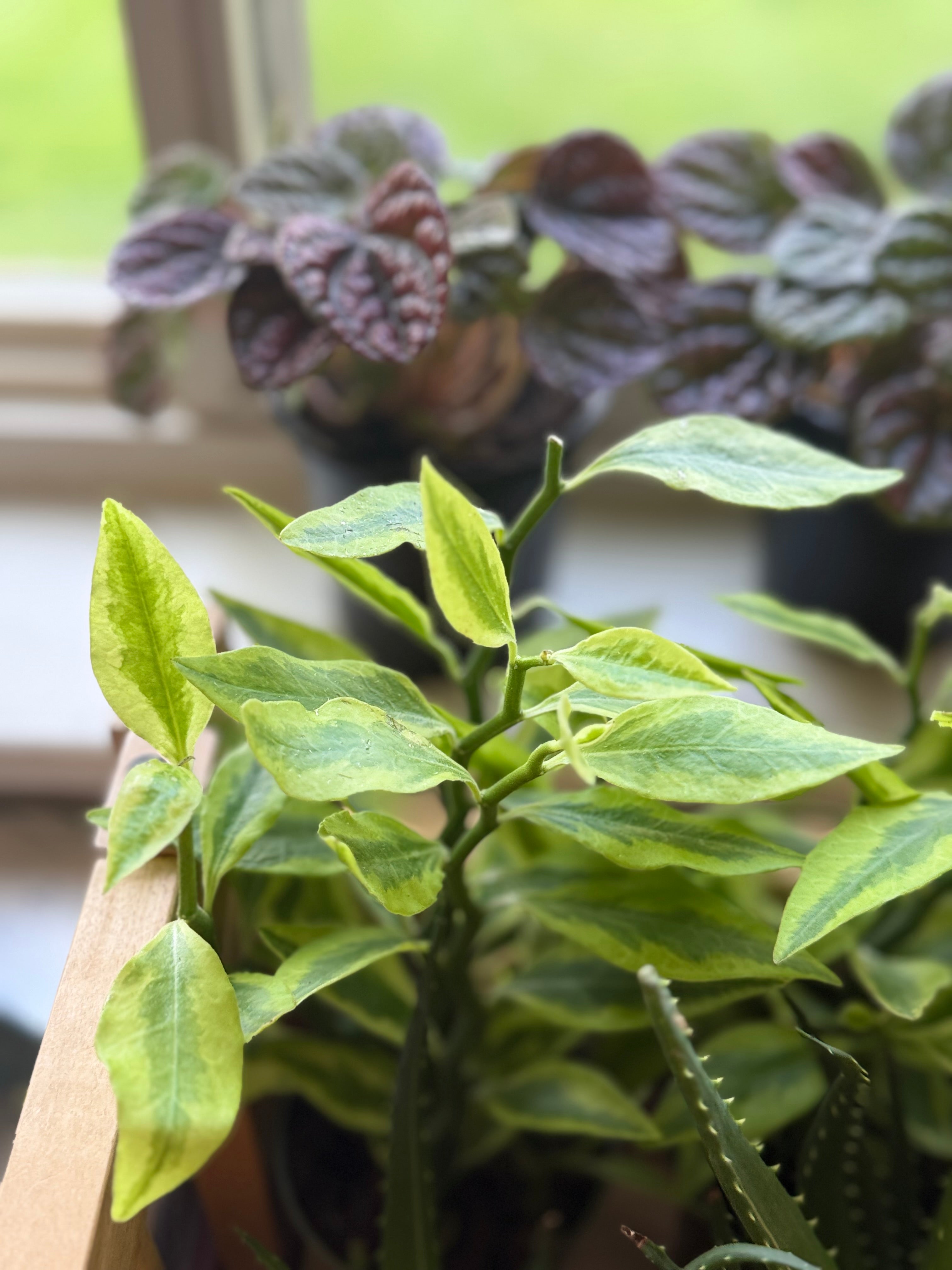 Euphorbia Variegated Devil’s Backbone - 4" pot