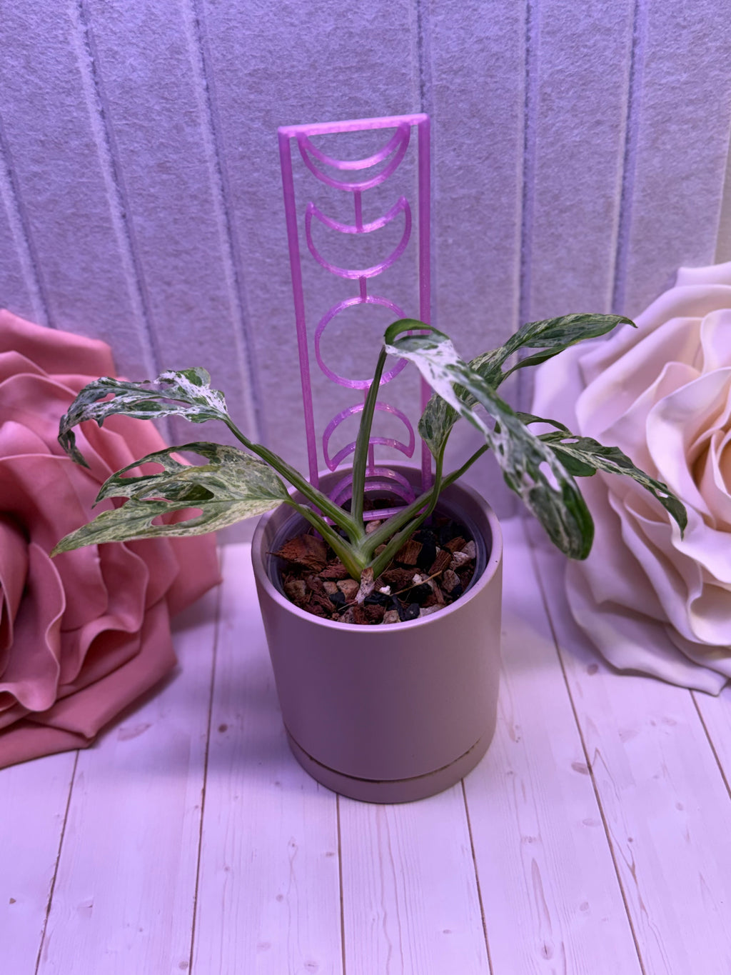 Moon Phase Plant Trellis