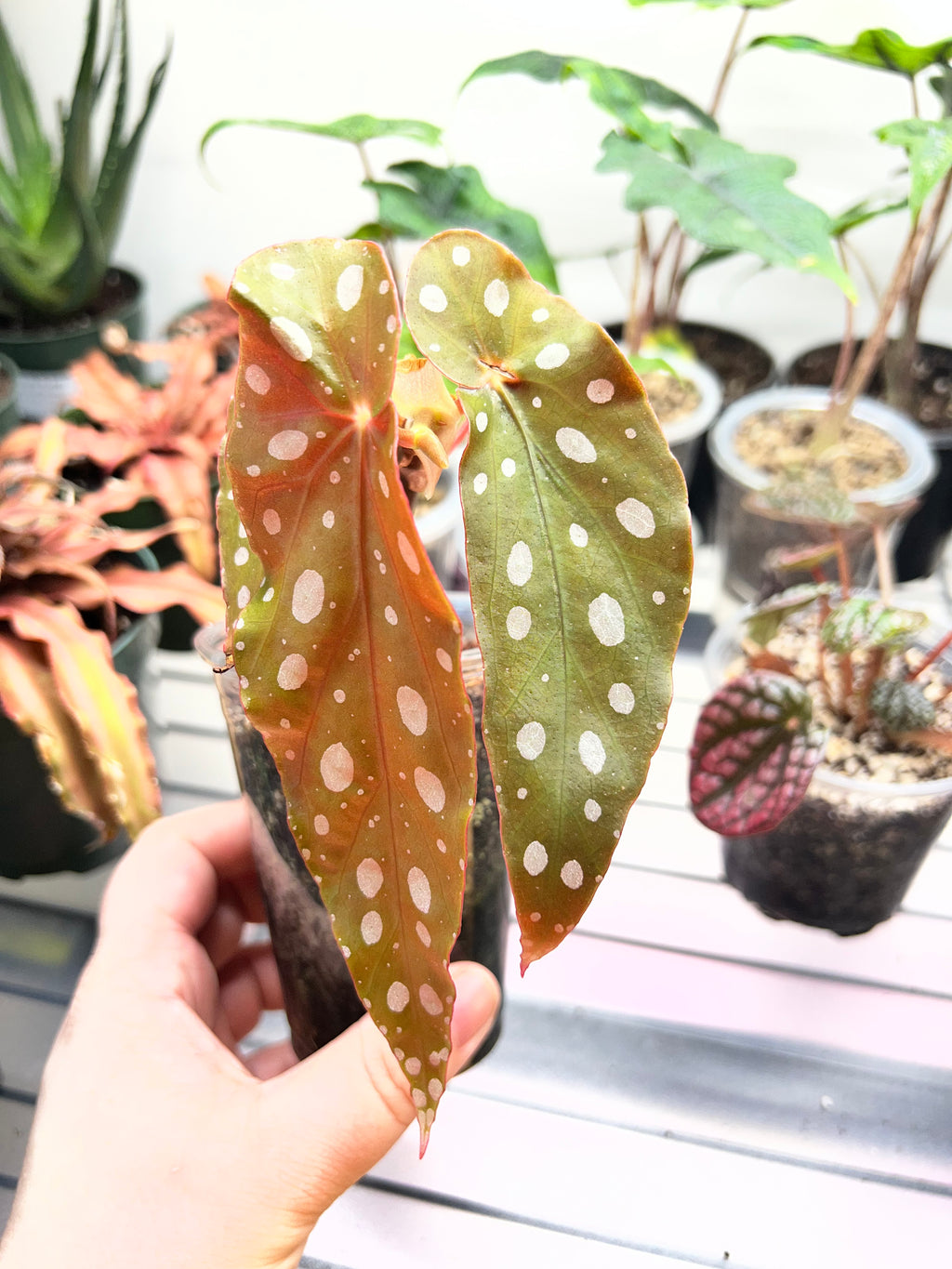 Begonia maculata ‘Polka Dot’ Starter Plant