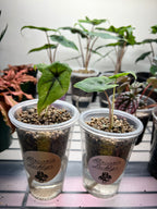 Alocasia Starter Plants in Self-Watering Pon Cups