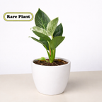 Philodendron 'Birkin'